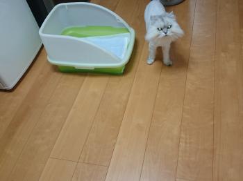 明石市でリフォームするなら小西建築クロス張替ペット用フローリング張り替え