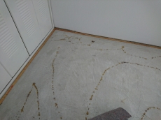 外壁塗装のチェック。ひび割れ・コーキングの切れ・色あせ・チョーキング・剥がれ